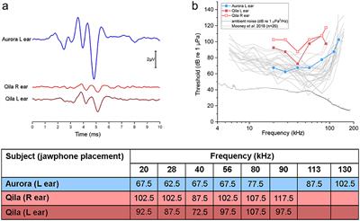 Combining Cochlear Analysis and Auditory Evoked Potentials in a Beluga Whale With High-Frequency Hearing Loss